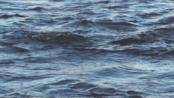 世界佛教总部公告（公告字第20190102号）